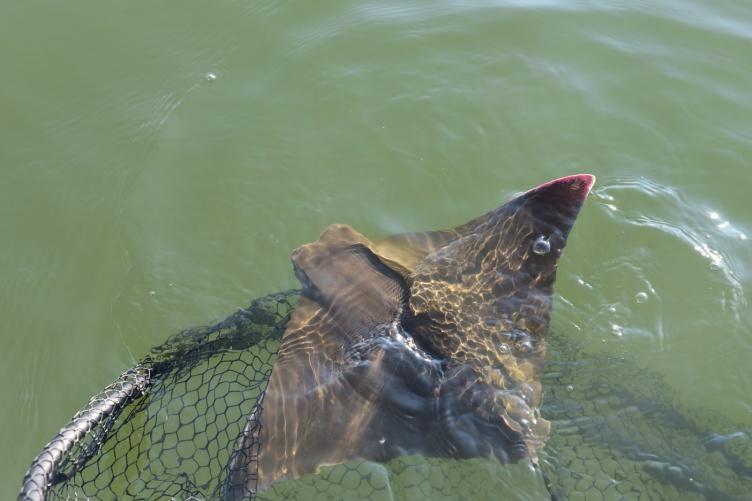 A cownose ray being released back into the water